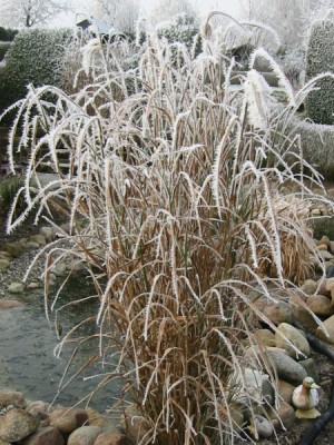 miscanthus_sinensis_zebrinus_7.jpg
