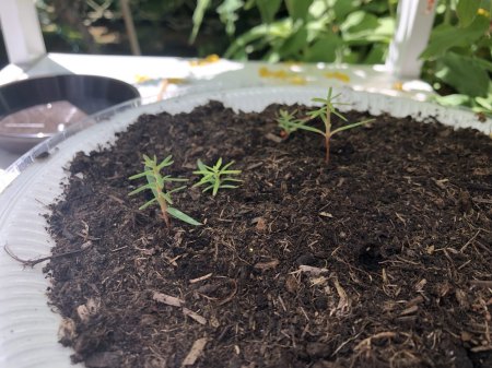Das sind die anderen Jungpflanzen in der Kokoserde