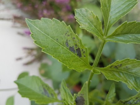 Dahlien bekommen schwarze Blätter