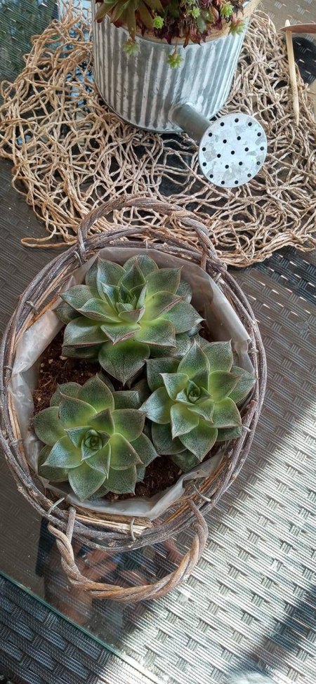 Welche Sukkulente ist das?