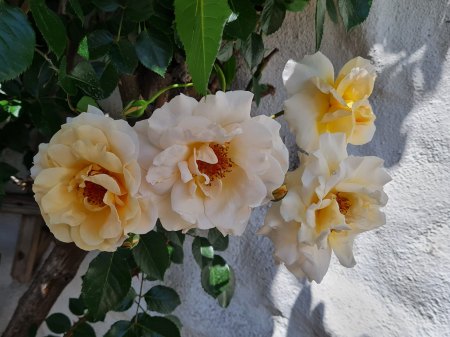 Welche Rose ist das?