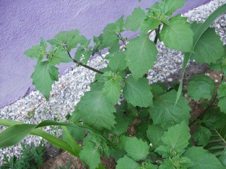 Welche Pflanze ist das?