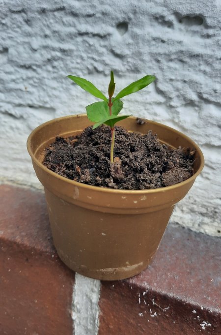 Granatapfel - Punica granatum