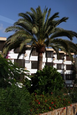 palme.jpg