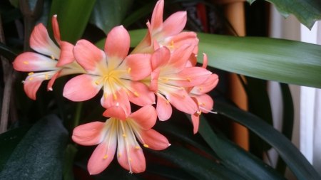 Endlich blüht mein ... ? Ja, was eigentlich ? - Clivia miniata