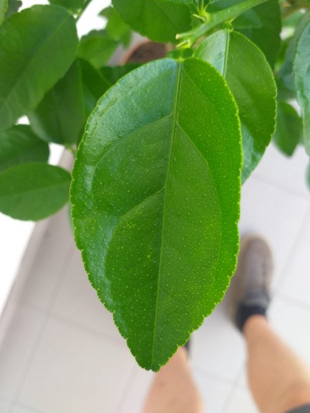 Limette- Befall vorbei?