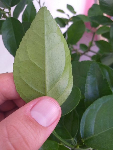 Limette- Befall vorbei?
