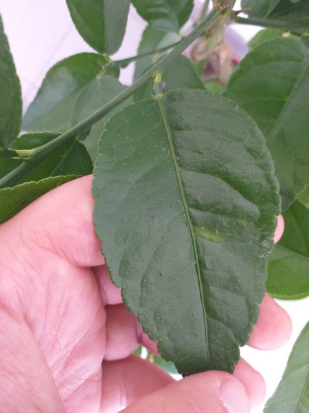 Limette- Befall vorbei?