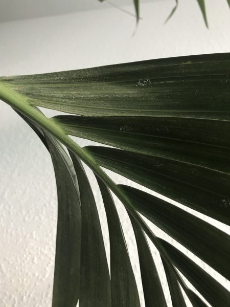 Kentiapalme vom Schädling befallen