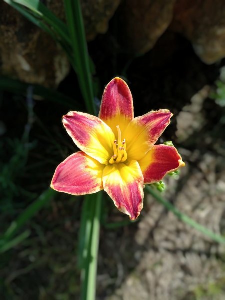 Taglilien - Hemerocallis