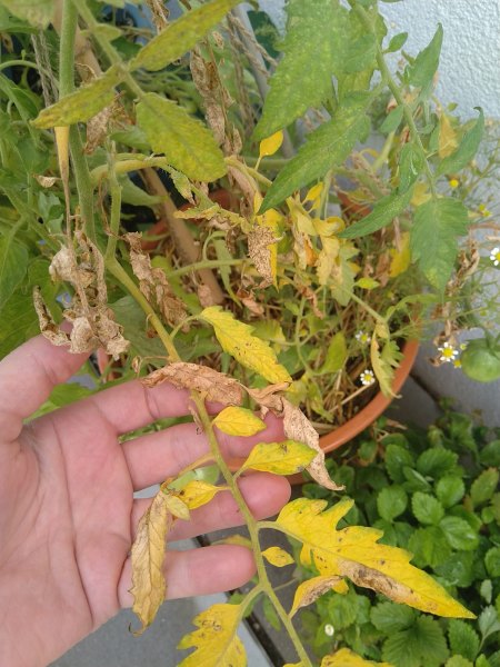 Ochsenherztomate