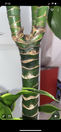 Drachenbaum