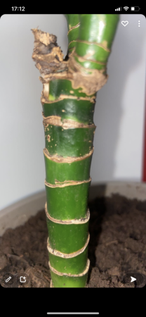 Drachenbaum