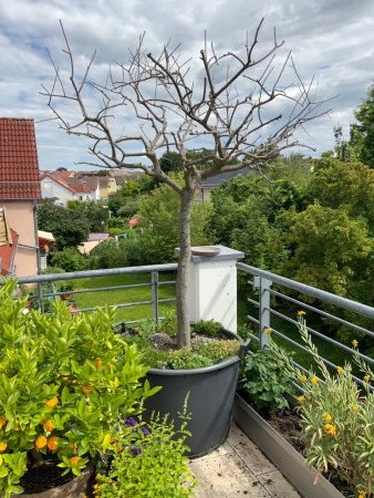 Olivenbaum treibt nicht aus, letzte Rettung Hilfe und Erfahrungen benötigt