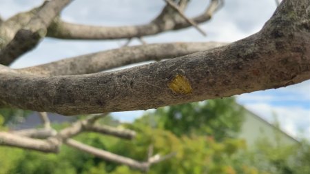 Olivenbaum treibt nicht aus, letzte Rettung Hilfe und Erfahrungen benötigt