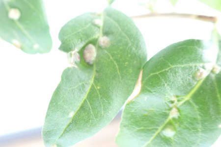 Bocksdorn / Goji auf Balkon hat 'Beulenpest'