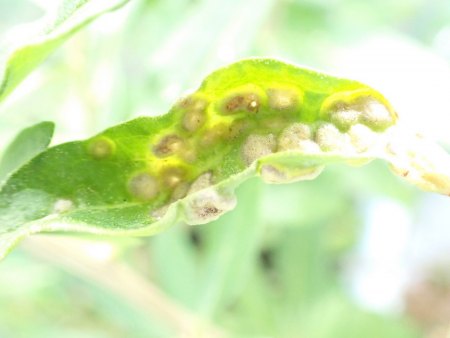 Bocksdorn / Goji auf Balkon hat 'Beulenpest'