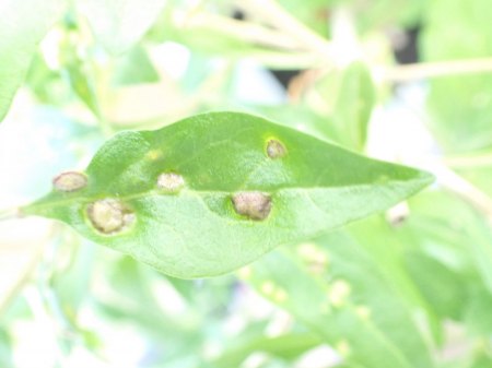 Bocksdorn / Goji auf Balkon hat 'Beulenpest'