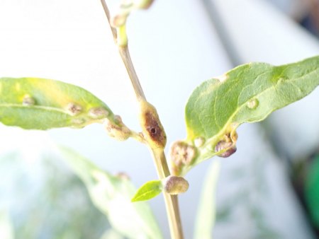 Bocksdorn / Goji auf Balkon hat 'Beulenpest'