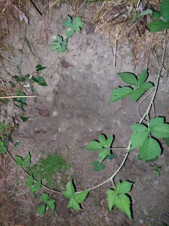 Diese Pflanzen wachsen einfach so in meinem Garten, Unkraut?