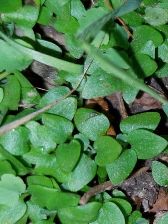 Diese Pflanzen wachsen einfach so in meinem Garten, Unkraut?