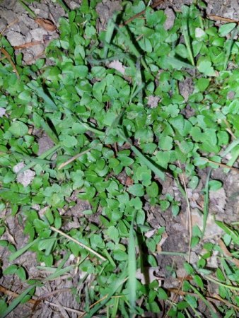 Diese Pflanzen wachsen einfach so in meinem Garten, Unkraut?