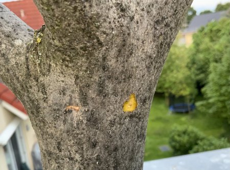 Olivenbaum treibt nicht aus, letzte Rettung Hilfe und Erfahrungen benötigt