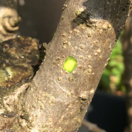 Kambium einer lebenden Olive