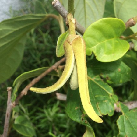 Cherimoya - Annona cherimola