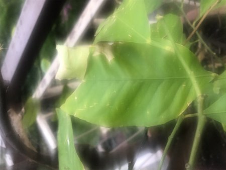 Zitronenbaum bekommt gelbe Flecken auf den Blättern