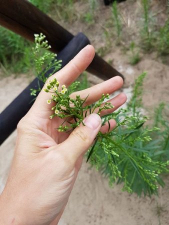 Wer bin ich? - Kanadisches Berufkraut - Conyza canadensis
