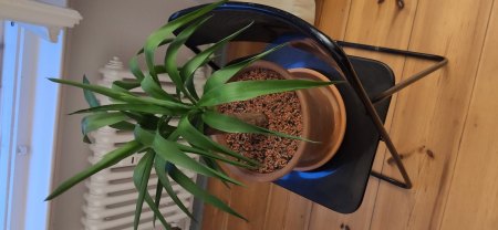 Yucca rollt Blätter ein