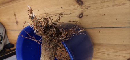 Yucca rollt Blätter ein