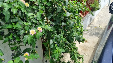 Unbekannte Pflanze aus Griechenland- Lantana camara, Wandelröschen