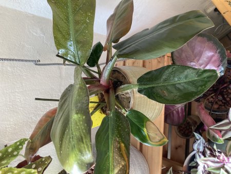 Braune Flecken am rotblättrigen Philodendron