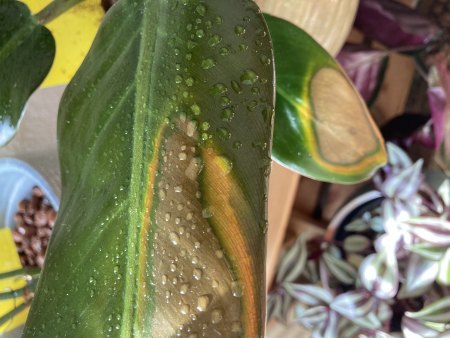 Braune Flecken am rotblättrigen Philodendron