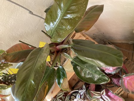 Braune Flecken am rotblättrigen Philodendron