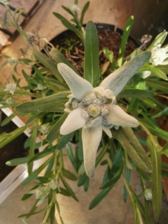 Eine wie ich meine schöne Pflanze - Sumpf-Ruhrkraut - Gnaphalium uliginosum