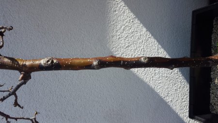 Nashi-Birne kämpft ums Überleben, bräuchte Hilfe