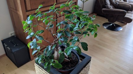 Bonsai Ficus Ginseng entwickelt nur extrem langsam neue Blätter
