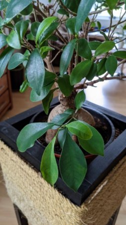 Bonsai Ficus Ginseng entwickelt nur extrem langsam neue Blätter