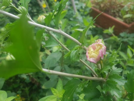 Hibiskus Knospen gehen nicht vollständig auf
