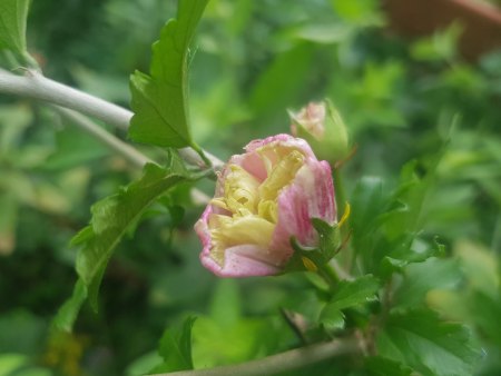 Hibiskus Knospen gehen nicht vollständig auf