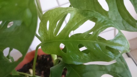 Suche Ableger von Monstera adansonii