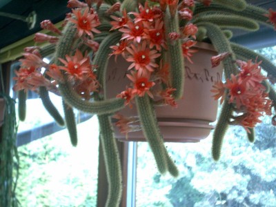 Kakteen1.JPG