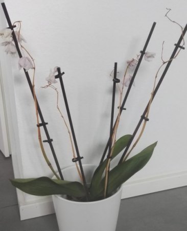 Phalaenopsis hat gelbe Blätter und Pilze