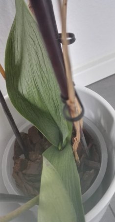 Phalaenopsis hat gelbe Blätter und Pilze