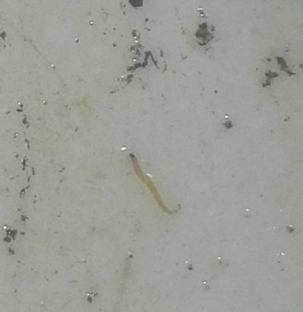 Phalaenopsis hat gelbe Blätter und Pilze