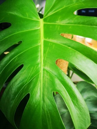 "Kratzer" an Monstera