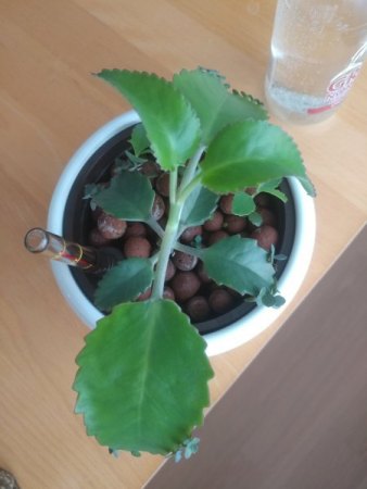 Kalanchoe: Keine Kindel